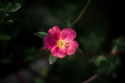 Close-up of pink flower