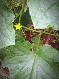 Close-up of insect on leaf