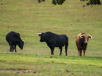 Horses on field