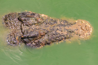 High angle view of turtle in sea