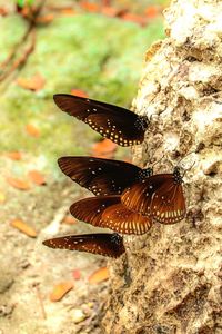 Close-up of butterfly on rock