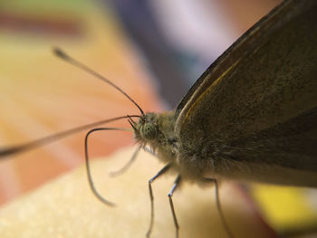 Close-up of butterfly