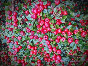 Close-up of red berries on tree