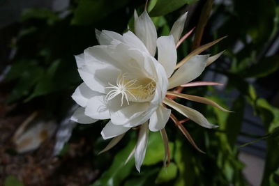 Close-up of white flowering plant