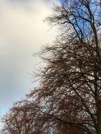 Low angle view of bare tree against sky