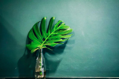 Close-up of vase on table against wall