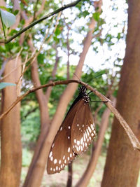 Close-up of butterfly on leaf