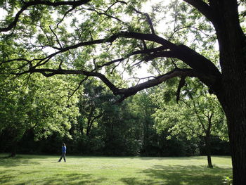 Full length of people walking on tree trunk