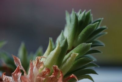 Close-up of cactus plant