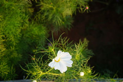 Close-up of white flowering plants