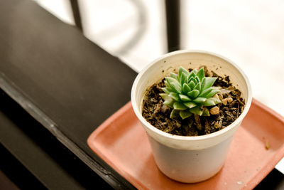 High angle view of potted plant on table