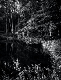 Trees growing by lake in forest