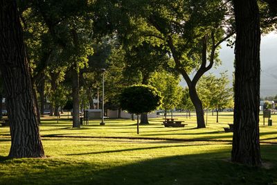 Trees in park