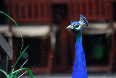 Close-up of a peacock