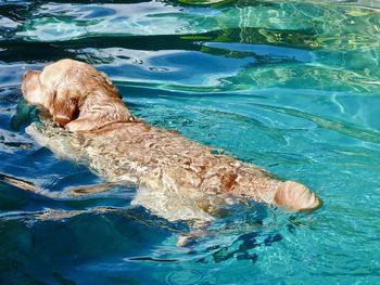 High angle view of dog swimming in pool