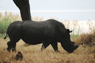 White rhinocerus grazing near dam