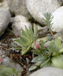 Close-up of succulent plant