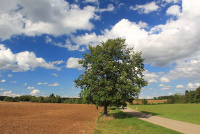 Trees on field against sky