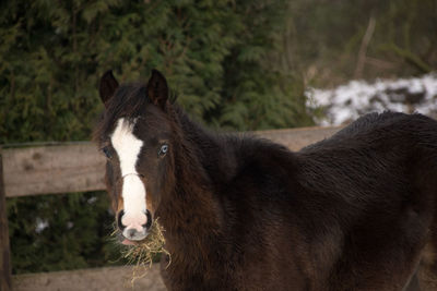 Close-up of horse standing outdoors