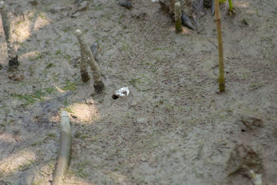 High angle view of small duck on field