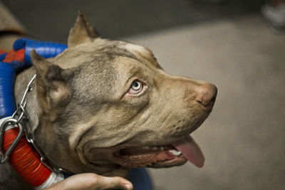 Head and mouth portrait close up of huge dog american pit bull terrier breed champion of weight pull