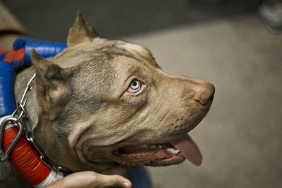 Close-up of dog