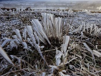 Close-up of frozen grass during winter