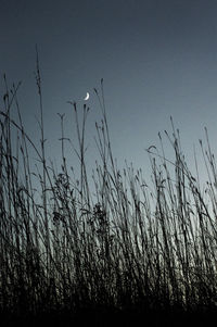 Low angle view of silhouette plants on field against sky