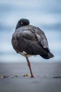 American oystercatcher with beak tucked into wings