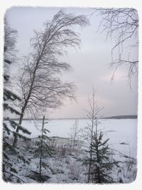 Bare trees in water