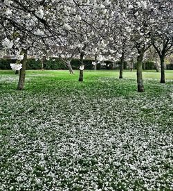 Trees growing in park