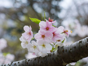 Close-up of pink cherry blossoms
