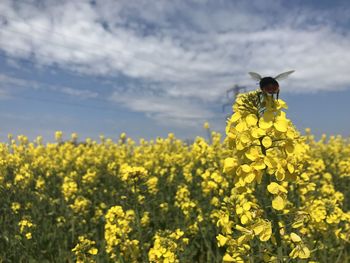 Scenic view of fresh yellow flowers on field against sky