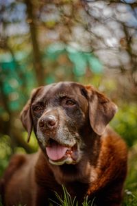 Close-up portrait of dog