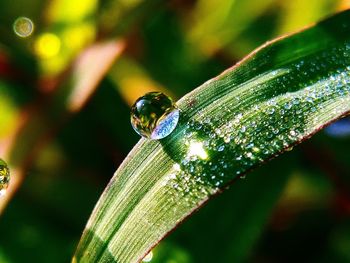 Close-up of insect on wet plant