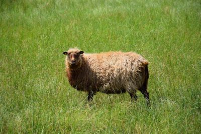 Sheep in a field