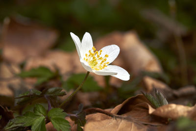 Close-up of white flowering plant