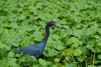 Bird amidst leaves