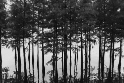 Trees in forest against sky