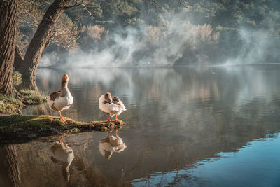 Geese at lakeshore during foggy weather