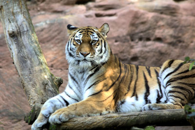 Close-up of tiger