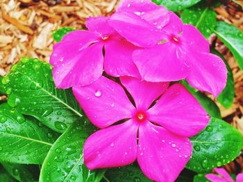 Close-up of pink flower