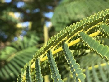 Close-up of fern leaves