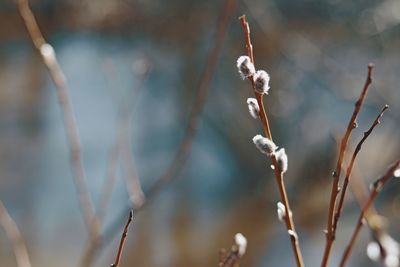 Close-up of wilted plant