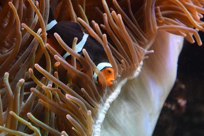 Fish swimming in sea