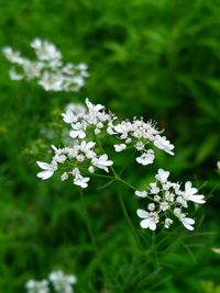 Close-up of white flowers blooming outdoors