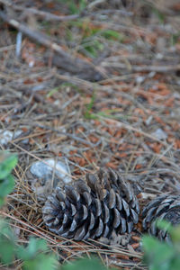 Close-up of birds in nest