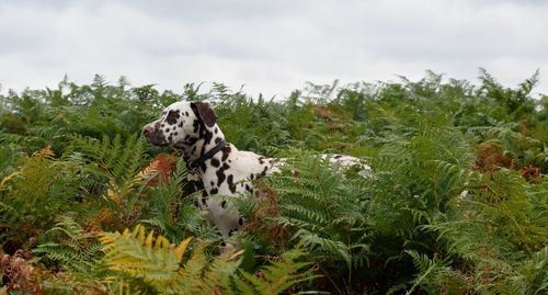 Dog in park against sky