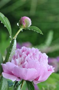 Close-up of water drops on pink flower blooming outdoors