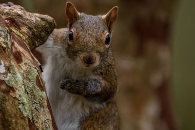 Portrait of a squirrel